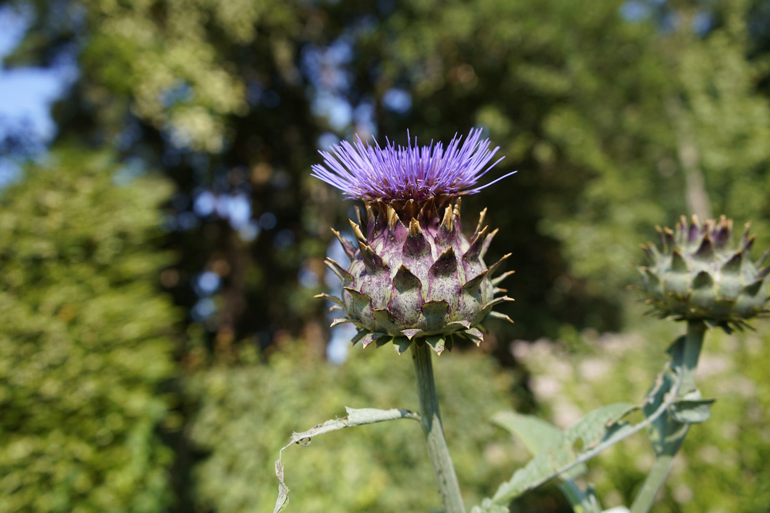 Mariendistelextrakt zur Entgiftung der Leber? Alle Vorteile!